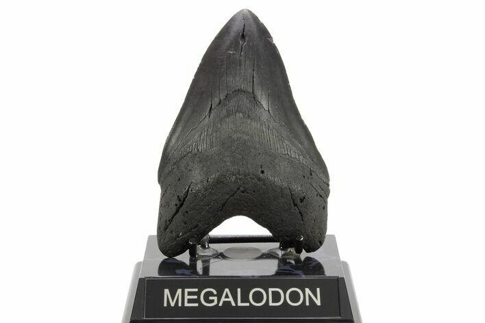 Serrated, Fossil Megalodon Tooth - South Carolina #374679